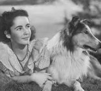 Lassie e Elizabeth Taylor - dal film 