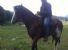 Veron, uno dei cavalli rubati a Tagliacozzo nella notte di lunedi' 1 agosto