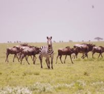 La migrazione degli gnu verso il Serengeti - copyright Andrea Brutti