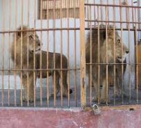 leoni allo zoo di Giza - foto presa da latimesblogs.latimes.com