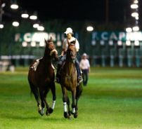 Jacqueline Freda e' stata fantino professionista, Frusta d'Oro nel 1995, ora e' stuntgirl per il cinema e vicepresidente della onlus Relived Horses