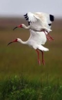 Insensati studi sulla sessualità degli ibis